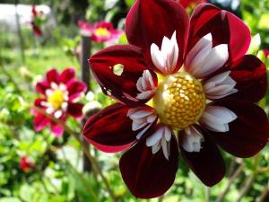 10624983_748068165247278_754722341997984069_n