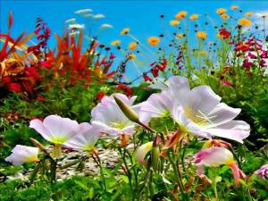 10670131_748825951838166_2152724625271998877_n