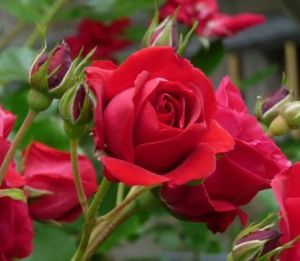 984188_689744701112395_7740234111802064118_n