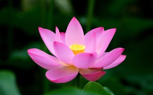 Lotus-flower