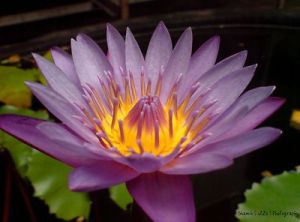 lotus