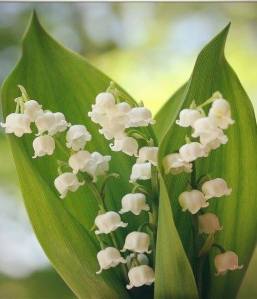 10417736_794374677252853_1989878147406505379_n