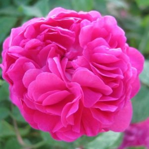 265058_127746327307376_897337_n